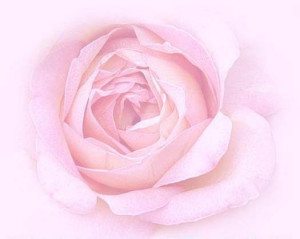 roze roos