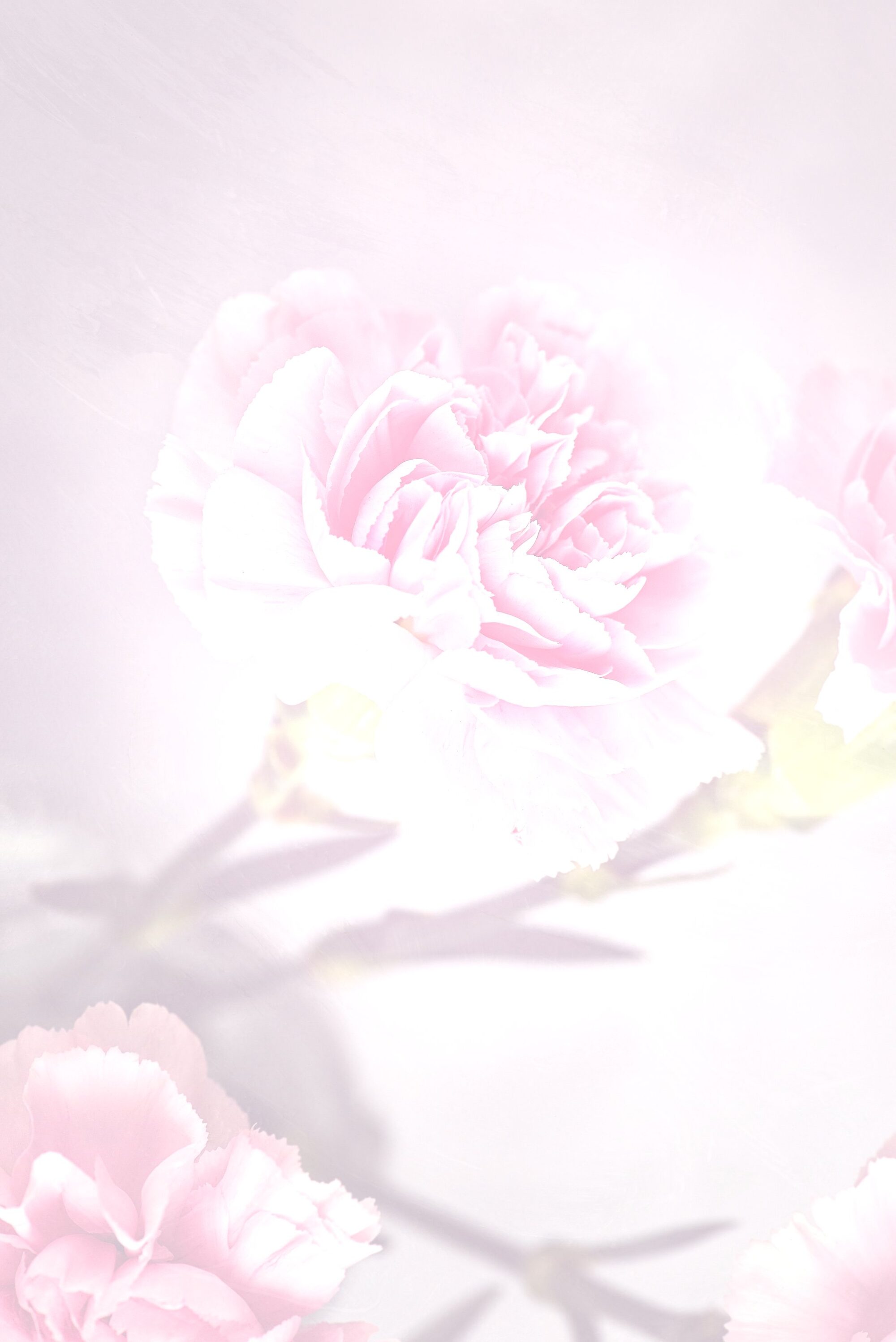 Foto Anjer Roos 2 (helder)