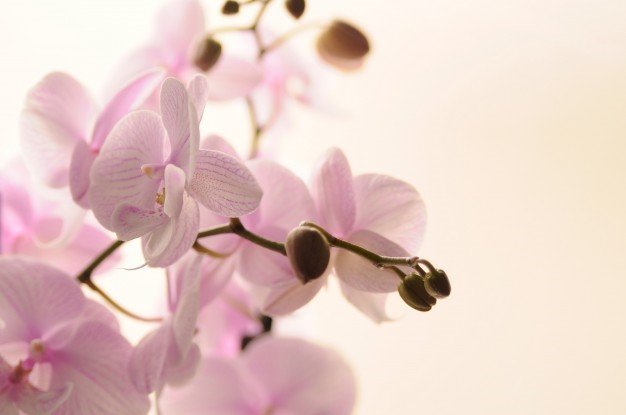 Orchidee