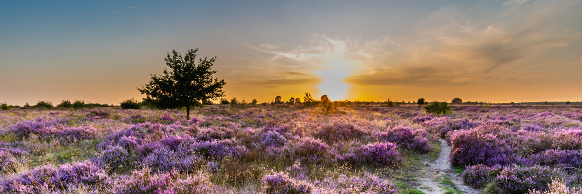 Foto Heide met lavendel