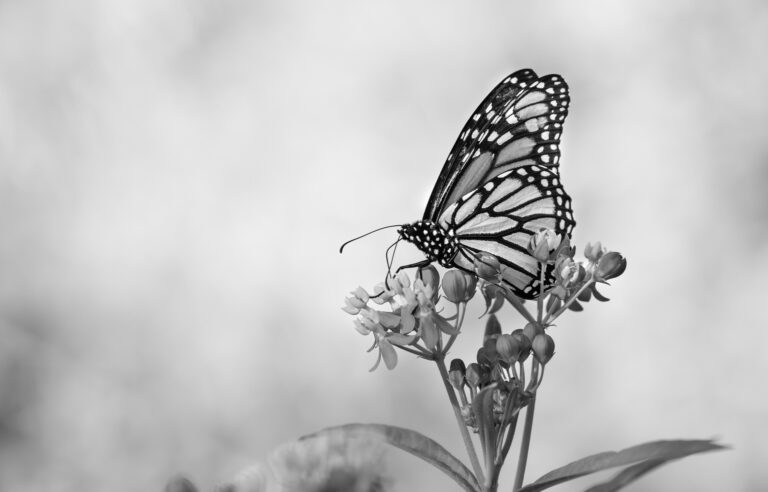 Vlinder zwart/wit