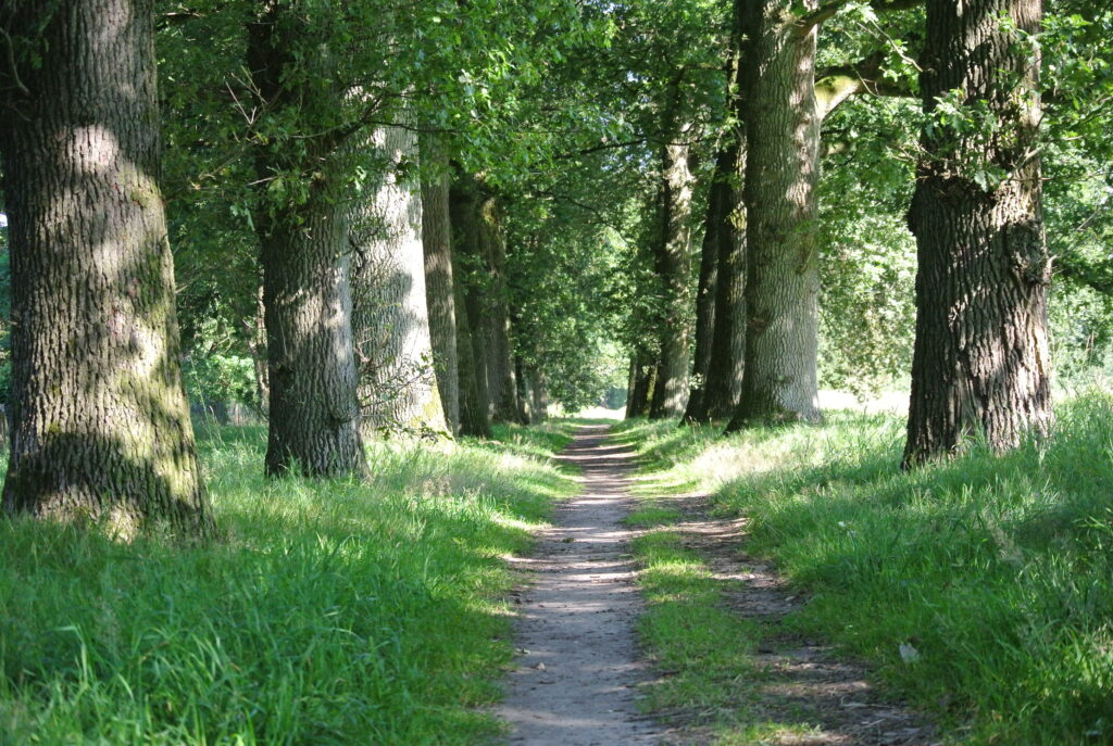 Groene uitvaart